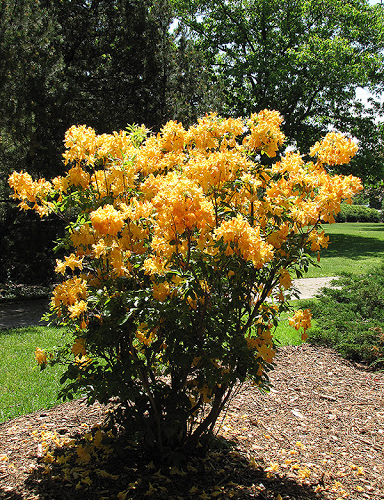 Shrubs-deciduous-azalea-goldenlights-c-600x800