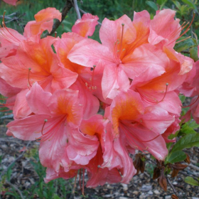 Azalea/ Exbury Mt. Saint Helens