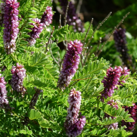 Dwarf False Indigo
