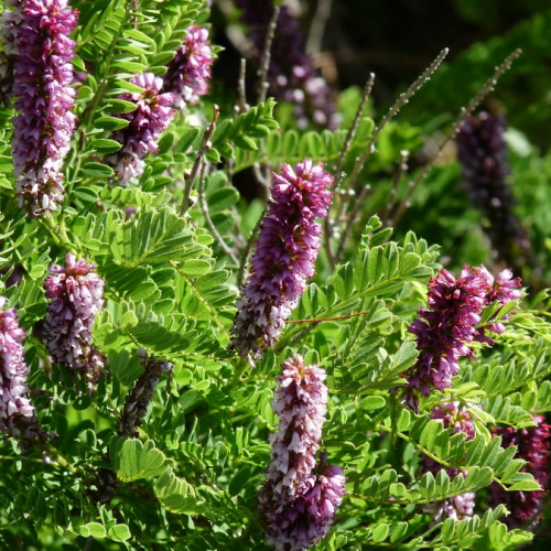 Shrubs-deciduous-Dwarffalseindigo-nc-900x675