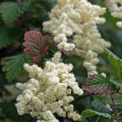 Shrubs-deciduous-creambush-nc-650x989