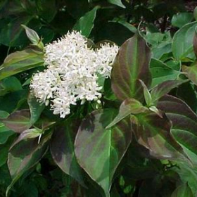 Dogwood/ Dwarf Crimson