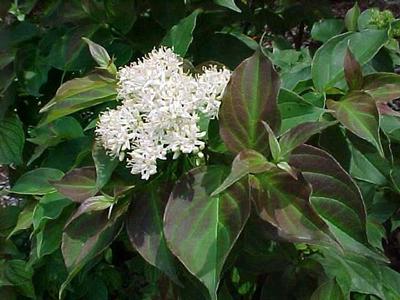 Shrubs-deciduous-dogwood-dwarfcrimson-nc-400-300