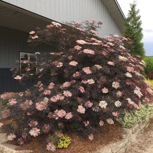 Shrubs-deciduous-elderberry-blacklace-nc-500x500