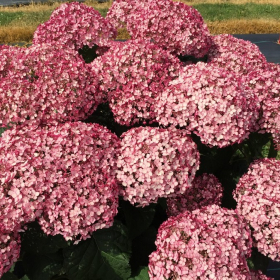 Hydrangea/ Incrediball Blush