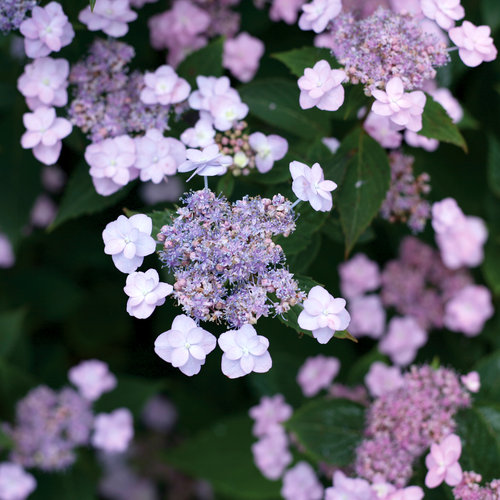 Shrubs-deciduous-hydrangea-tinytuffstuff-nc-500x500