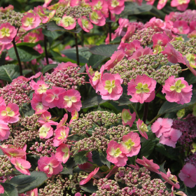 Hydrangea/ Tuff Stuff Red