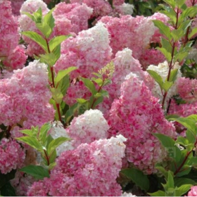 Hydrangea/ Vanilla Strawberry