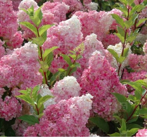 Shrubs-deciduous-hydrangea-vanillastrawberry-nc-800x400
