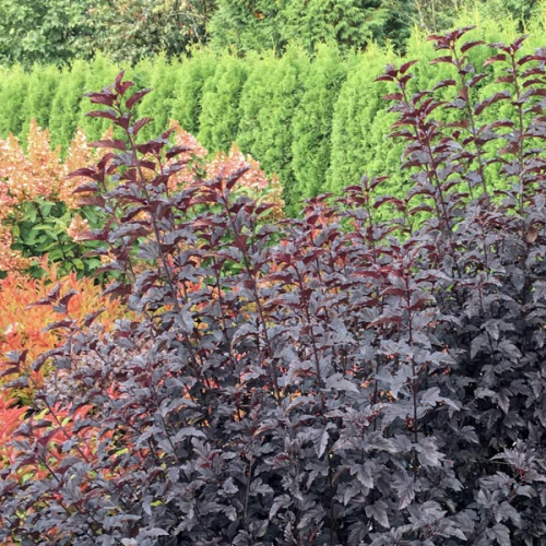Shrubs-deciduous-ninebark-panther-nc-900x600