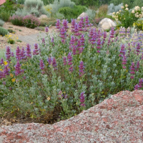 Sage/ Mojave