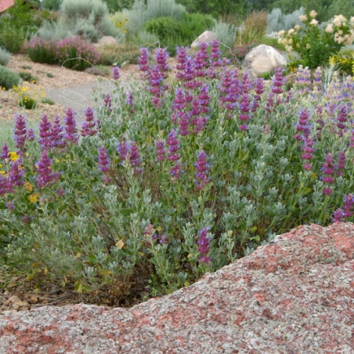 Shrubs-deciduous-sage-mojave-nc-900x598