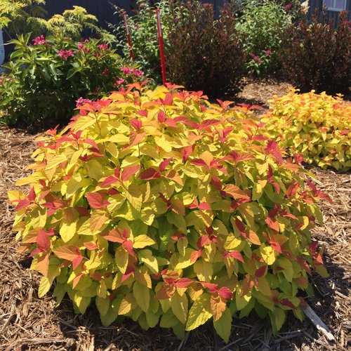 Shrubs-deciduous-spirea-dblplycandycorn-nc-500x500