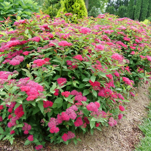 Shrubs-deciduous-spirea-dblplydoozie-nc-500x500