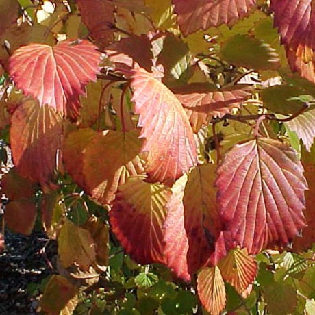 Shrubs-deciduous-viburnum-autumnjazz-nc-460x460