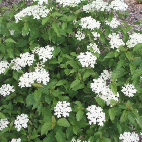 Viburnum/ Little Joe
