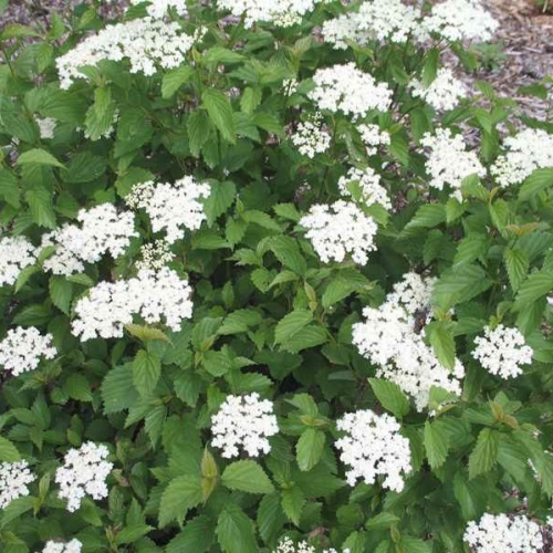 Shrubs-deciduous-viburnum-littlejoe-c-800x599