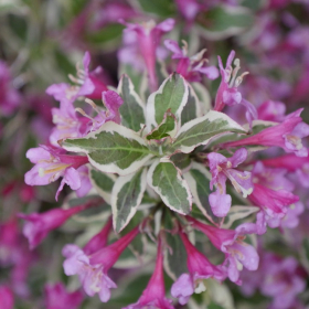 Weigela/ My Monet