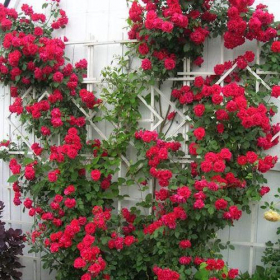 Climbing Rose/ Blaze