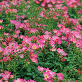 Groundcover Rose/ Pink Drift