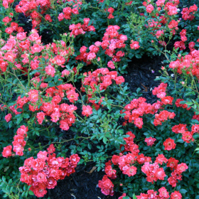 Groundcover Rose/ Red Drift