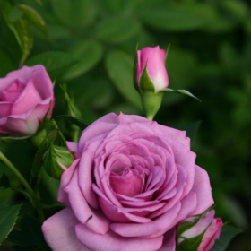 Floribunda Rose/ Lavender Veranda