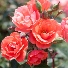Shrub Rose/ Coral Knock Out