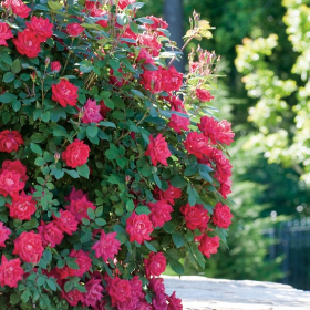 Shrub Rose/ Double Knock Out