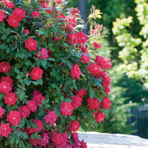 Shrubs-roses-knockout-doubleknockout-nc-900x533