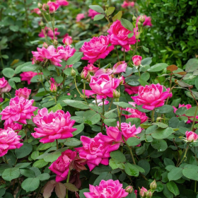 Shrub Rose/ Double Pink Knock Out