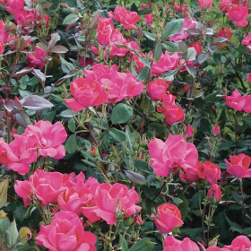 Shrub Rose/ Knock Out