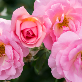 Shrub Rose/ Peachy Knock Out
