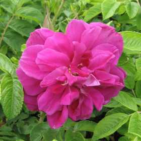 Rugosa Rose/ Hansa
