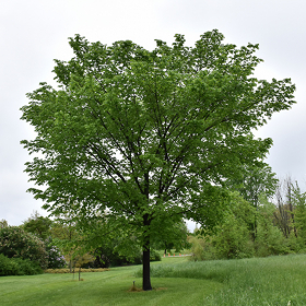 Elm/ Valley Forge