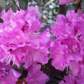 Rhododendron/ PJM Elite