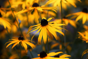 coneflower-1844236_1920