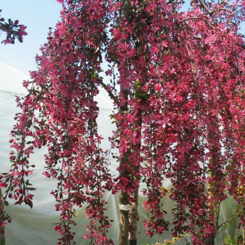 crabapple royal beauty weeping
