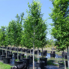 Elm/ American New Harmony