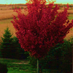 Maple/ Firefall