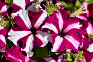 flowers-5359101_1920