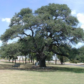 Oak/ Heritage