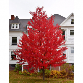 Maple/ Sun Valley