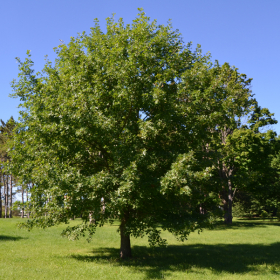 Oak/ Shumard
