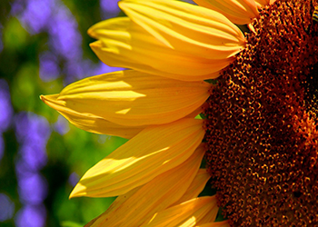 sunflowers-350x250