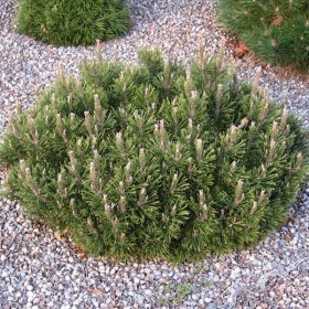 Pine/ Slowmound Mugo
