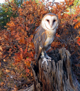 Barn Owl