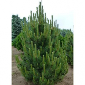 Pine/ Austrian/ Compact
