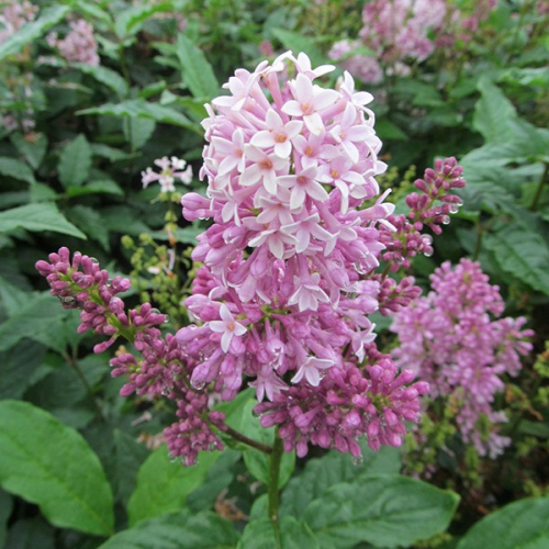 Shrubs-deciduous-lilac-minuet-nc-600x600