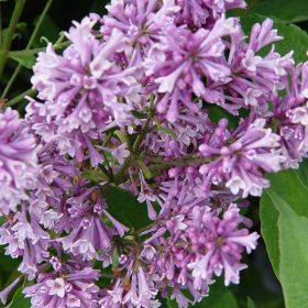 Lilac/ Royalty