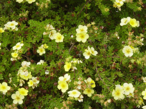 Shrubs-deciduous-potentilla-klondike-nc-1000x750